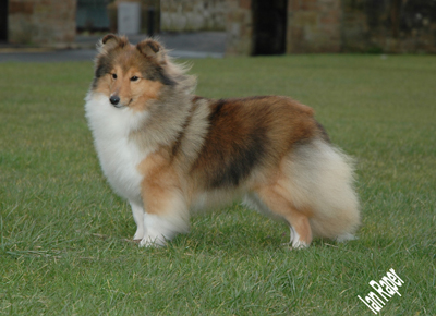 North sheltie store